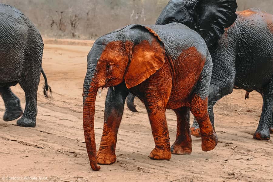 From Nairobi: David Sheldrick Elephant Orphanage Tour - Handling the park entrance and extra payments