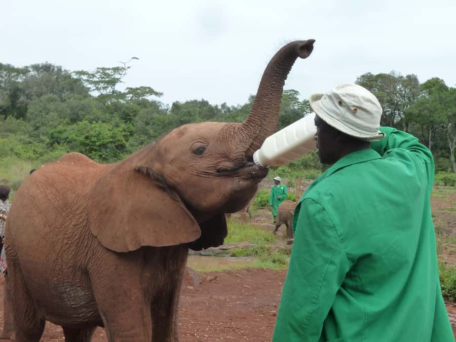 From Nairobi: David Sheldrick Elephant Orphanage Tour - Why the rescue stories matter