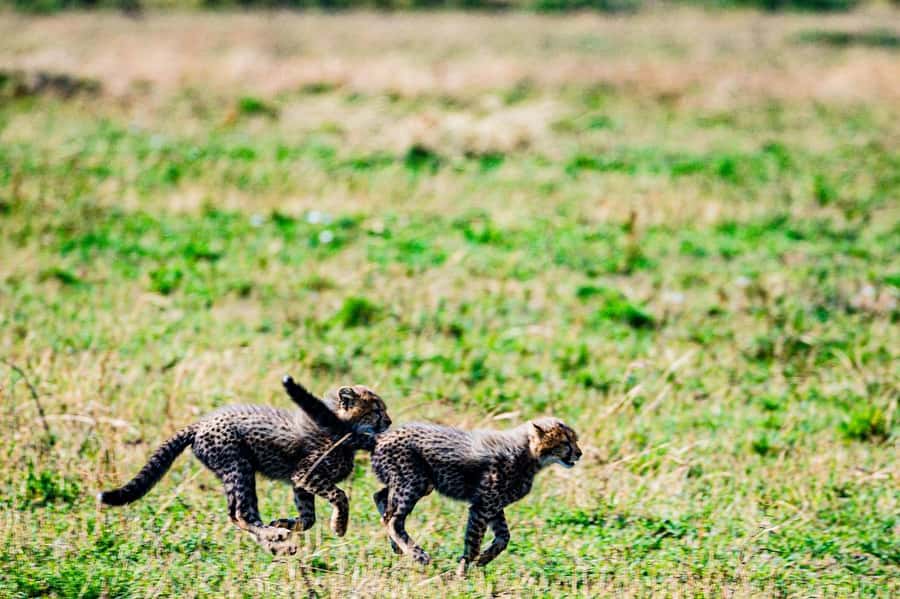From Nairobi: Day Tour to Maasai Mara - Is the $250 price good value?