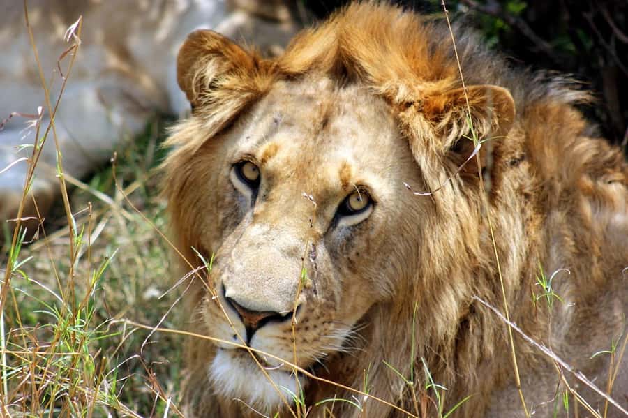 From Nairobi: Day Tour to Maasai Mara - Practical booking advice before you go