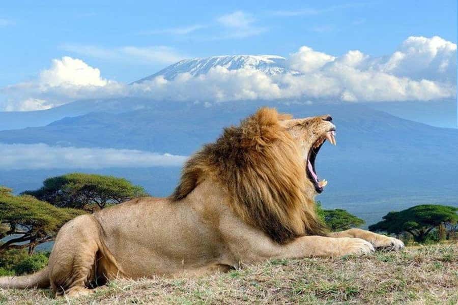 From Nairobi: Day Trip to Amboseli National Park - Who should book this experience?