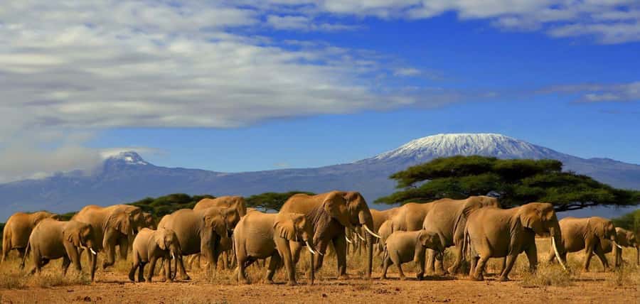 From Nairobi: Day Trip to Amboseli National Park - Leaving Nairobi before sunrise