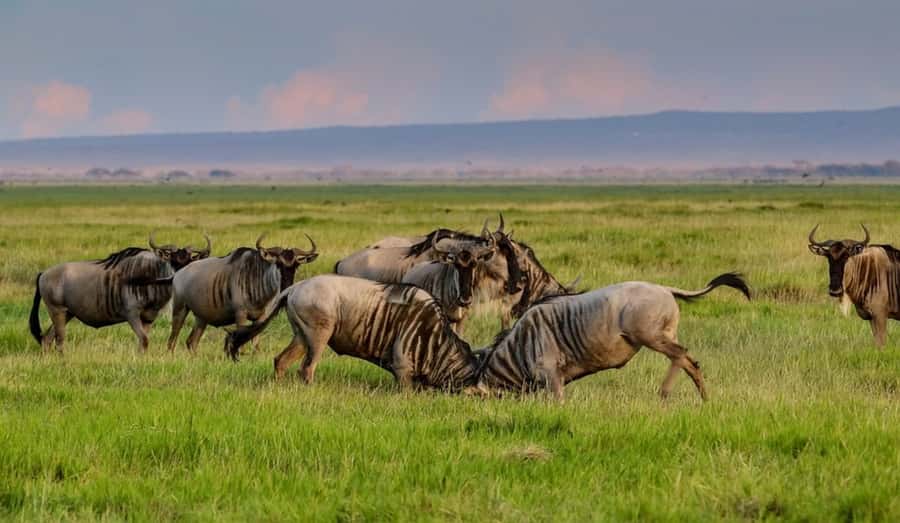From Nairobi: Day Trip to Amboseli National Park - Entering Amboseli National Park