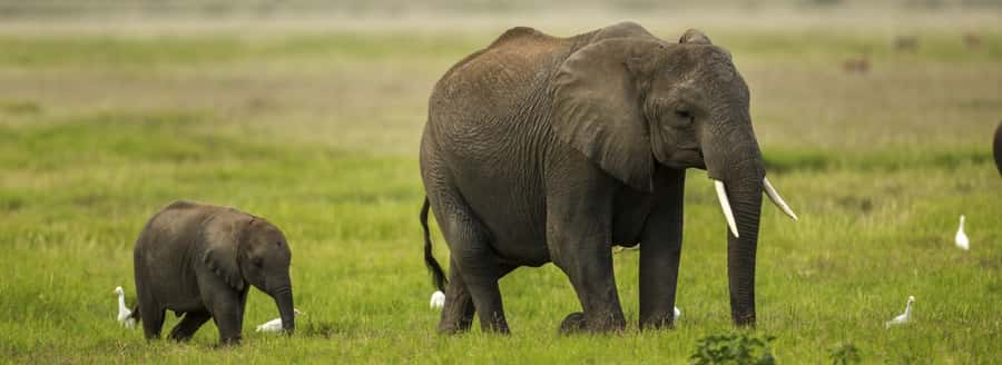 From Nairobi: Day Trip to Amboseli National Park - Elephants beneath Mount Kilimanjaro