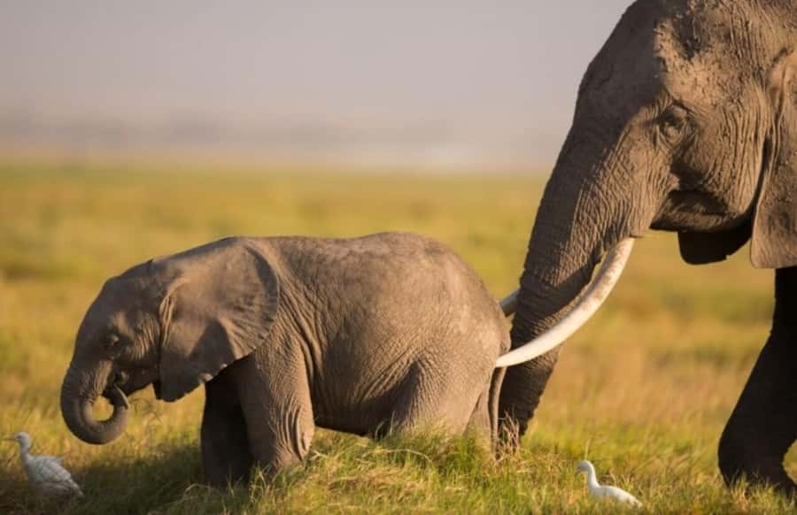 From Nairobi: Day Trip to Amboseli National Park - Is the $422 price good value?