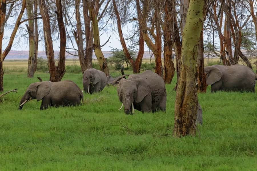 From Nairobi: Day Trip to Amboseli National Park - The pop-up roof van and game-drive setup