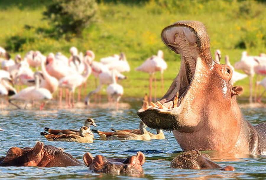 From Nairobi: Day Trip to Hells gate and Lake Naivasha - Why this Nairobi day trip works
