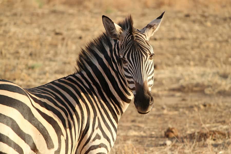From Nairobi: Day Trip to Hells gate and Lake Naivasha - Lake Naivasha by boat