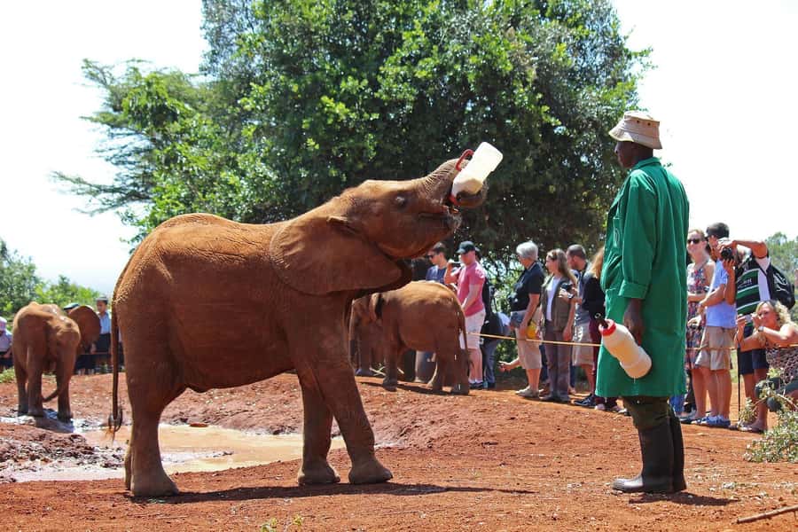 From Nairobi: Elephant Orphanage and Giraffe Center Day Trip - Key points at a glance