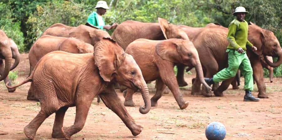 From Nairobi: Elephant Orphanage and Giraffe Center Day Trip - Why this Nairobi wildlife day works