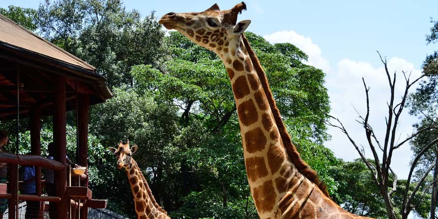 From Nairobi: Elephant Orphanage and Giraffe Center Day Trip - The David Sheldrick Wildlife Trust and its milk bottles