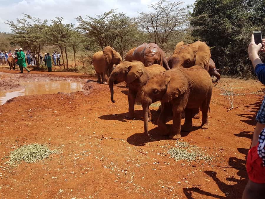 From Nairobi: Elephant Orphanage and Giraffe Center Day Trip - Nairobi National Park may be part of your option