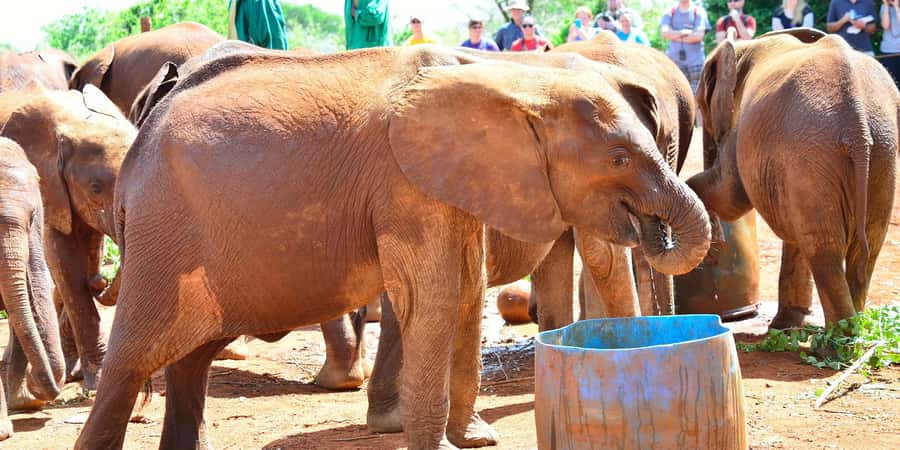 From Nairobi: Elephant Orphanage and Giraffe Center Day Trip - Who should book this experience?
