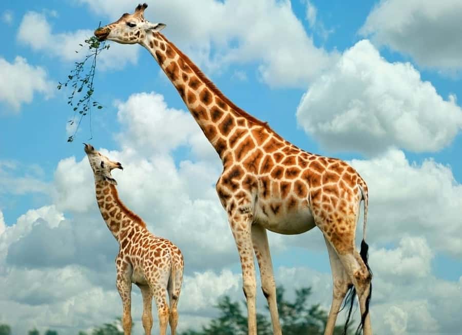From Nairobi: Elephant Orphanage and Giraffe Center Day Trip - Feeding giraffes at the Giraffe Centre
