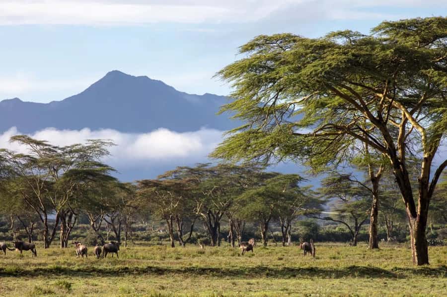 From Nairobi: Horseback Wildlife Safari with Transfer & Meal - Meeting the Horses and Getting Ready
