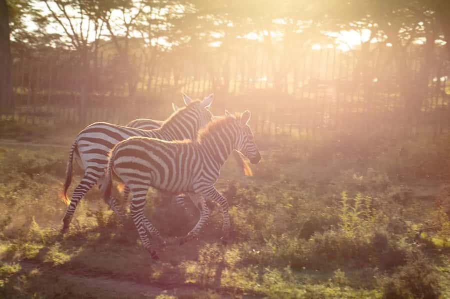 From Nairobi: Horseback Wildlife Safari with Transfer & Meal - The Guided Horseback Safari