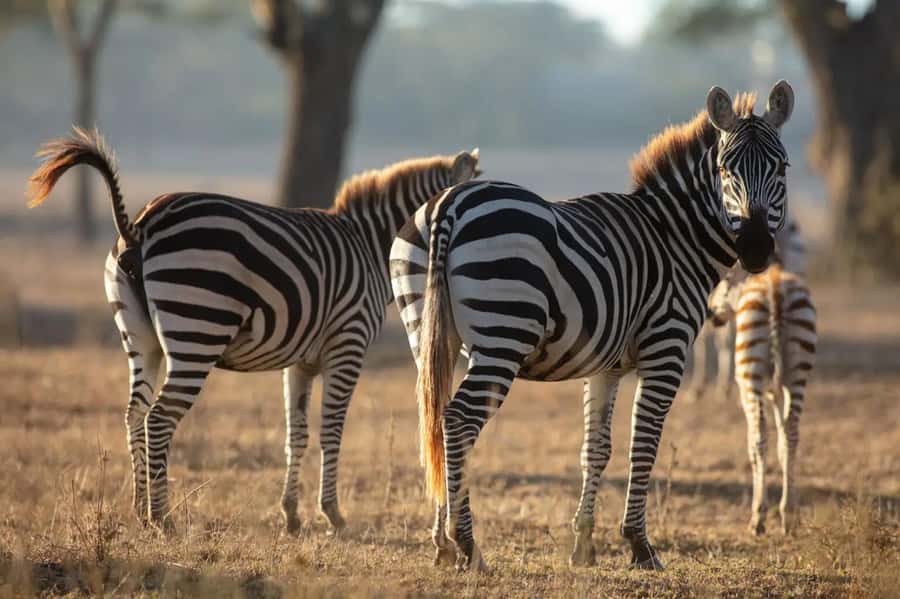 From Nairobi: Horseback Wildlife Safari with Transfer & Meal - Wildlife From Horse Height