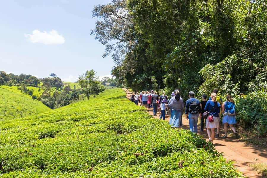 From Nairobi: Kiambethu Tea Farm Tour & Lunch - Key points to know before booking