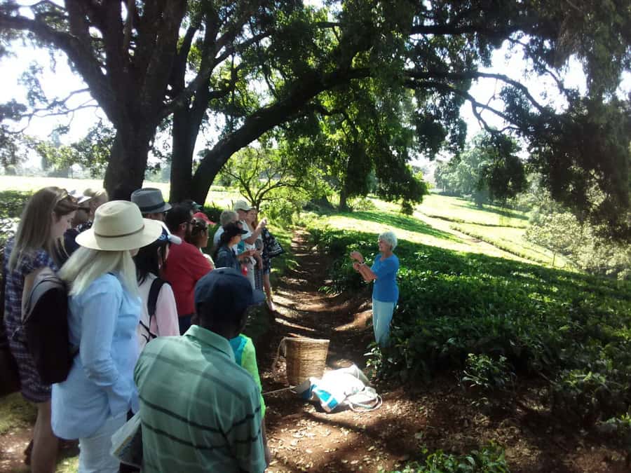 From Nairobi: Kiambethu Tea Farm Tour & Lunch - Who will enjoy this experience most?