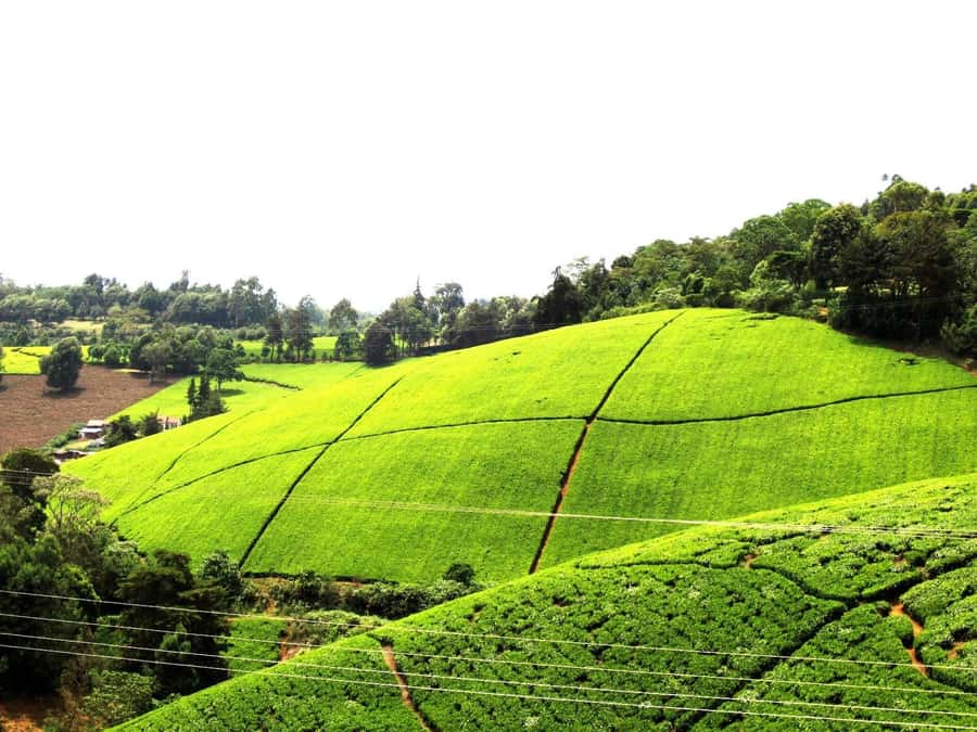 From Nairobi: Kiambethu Tea Farm Tour & Lunch - The morning drive from Nairobi to Central Kenya