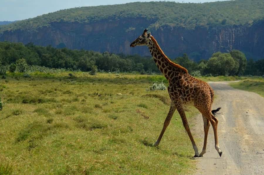 From Nairobi: Lake Naivasha and Hell's Gate Park Day Tour - Why Hell’s Gate works so well as a day trip