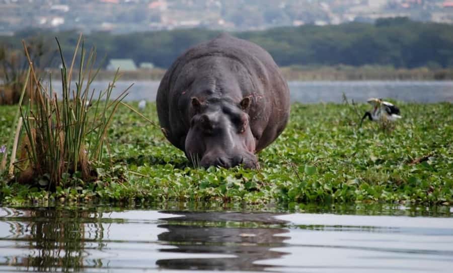 From Nairobi: Lake Naivasha and Hell's Gate Park Day Tour - The Great Rift Valley viewpoint