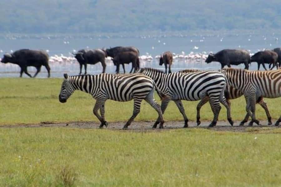 From Nairobi: Lake Nakuru National Park Full-Day Tour - The Great Rift Valley Viewpoint in 30 minutes