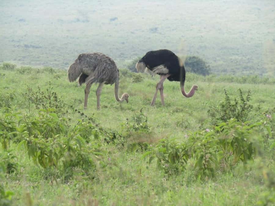 From Nairobi: Lake Nakuru National Park Full-Day Tour - Four hours of wildlife inside Lake Nakuru