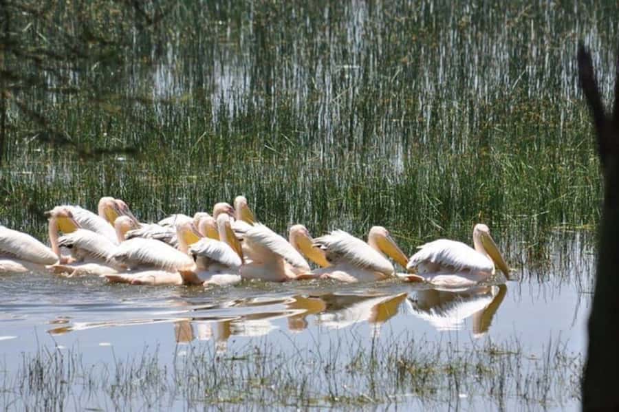 From Nairobi: Lake Nakuru National Park Full-Day Tour - What the private group changes