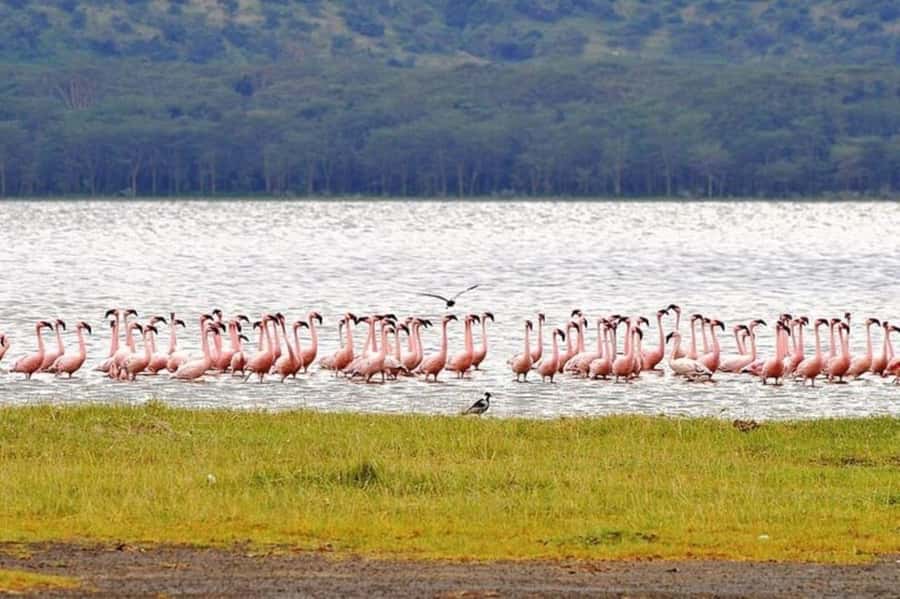 From Nairobi: Lake Nakuru National Park Full-Day Tour - Is $155 a fair price?