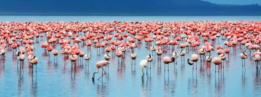 From Nairobi: Lakes Nakuru & Naivasha National Park Day Tour - Key points at a glance
