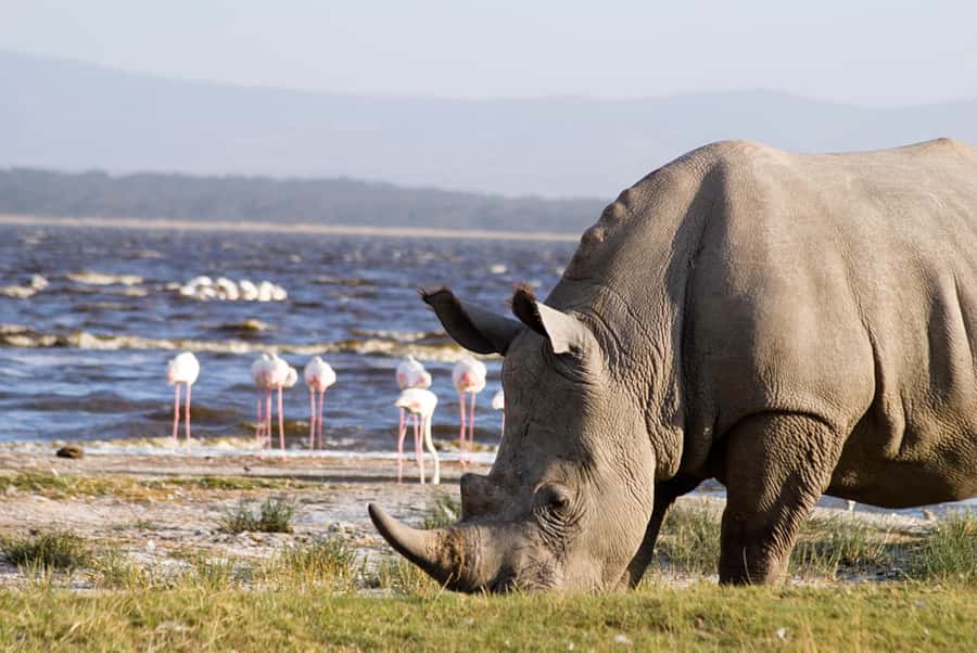 From Nairobi: Lakes Nakuru & Naivasha National Park Day Tour - The 6:00 AM departure and the road to Nakuru