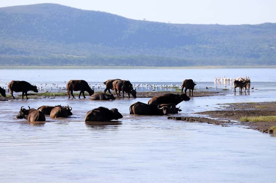 From Nairobi: Lakes Nakuru & Naivasha National Park Day Tour - Should you book Lakes Nakuru and Naivasha?