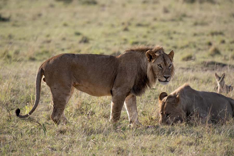 From Nairobi: Maasai Mara 1-Day Safari: AW, Lunch & Pickup - Two drives, with lunch on the open plains
