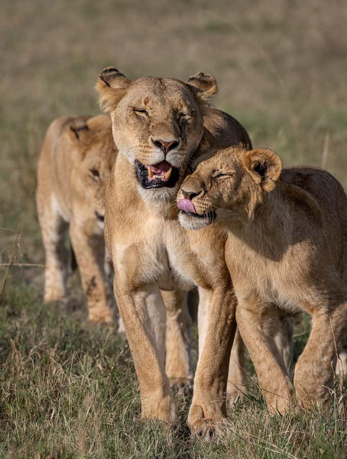 From Nairobi: Maasai Mara 1-Day Safari: AW, Lunch & Pickup - The real price of a one-day safari