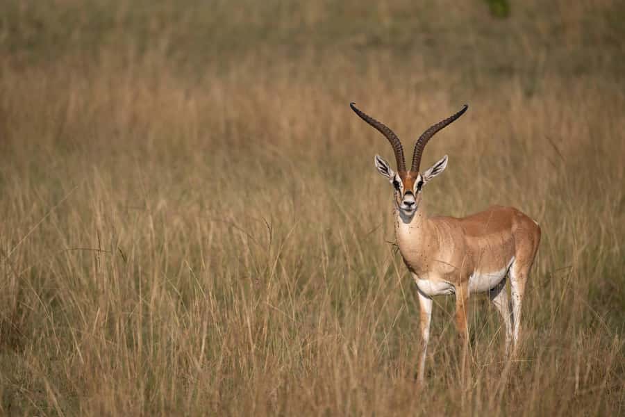 From Nairobi: Maasai Mara 1-Day Safari: AW, Lunch & Pickup - Who should book this safari