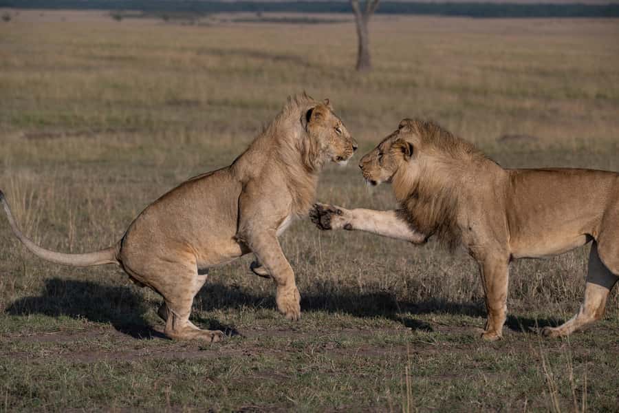 From Nairobi: Maasai Mara 1-Day Safari: AW, Lunch & Pickup - Practical ways to make the day better