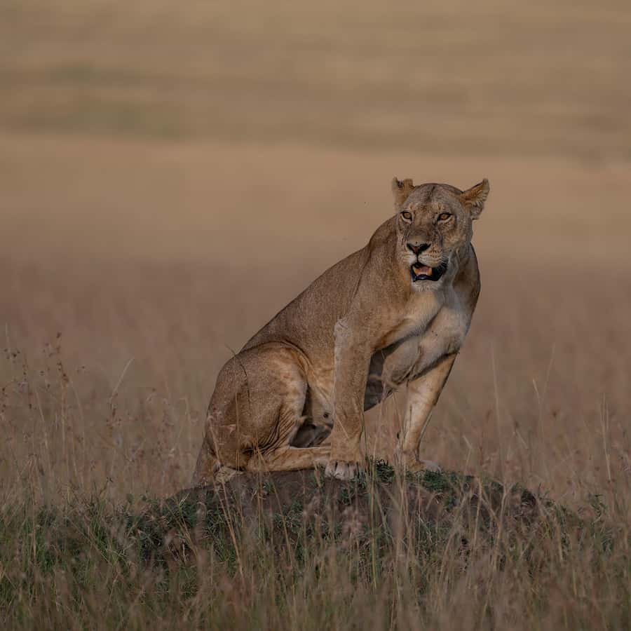 From Nairobi: Maasai Mara 1-Day Safari: AW, Lunch & Pickup - The 4 a.m. road from Nairobi