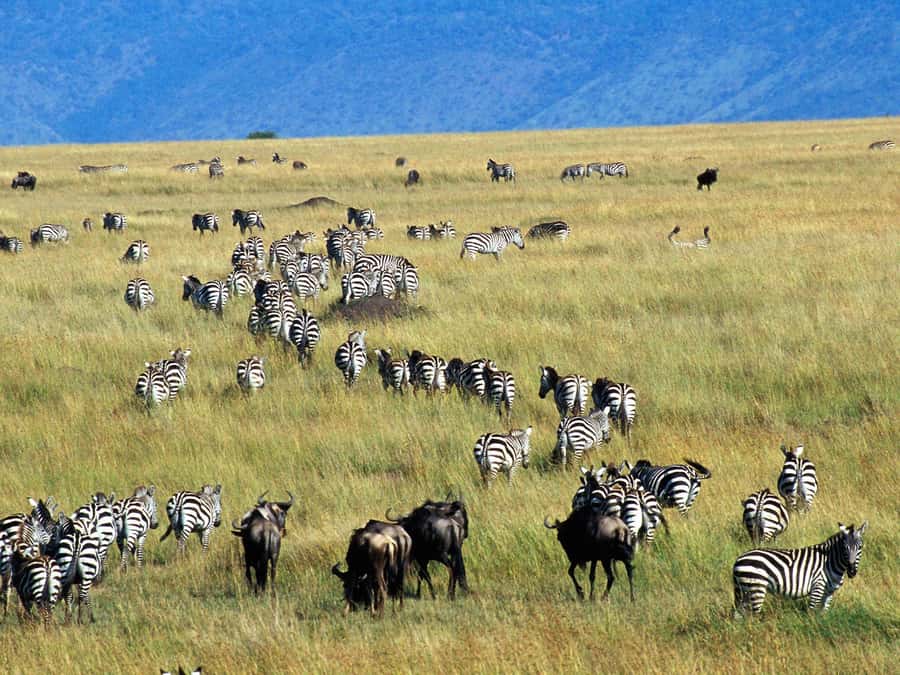 From Nairobi: Maasai Mara 3Day Budget Safari Holiday on Jeep - What the $345 safari really gives you