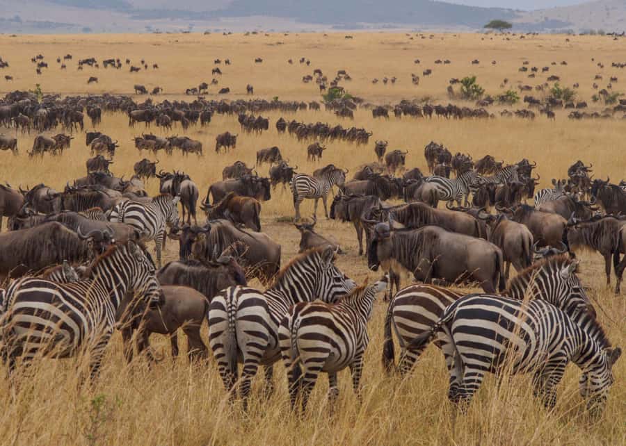 From Nairobi: Maasai Mara 3Day Budget Safari Holiday on Jeep - Sleeping in a self-contained tent at Lenchada Camp