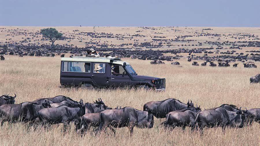 From Nairobi: Masai Mara 3-day Camping Safari by Jeep - Day two, the full Masai Mara game drive