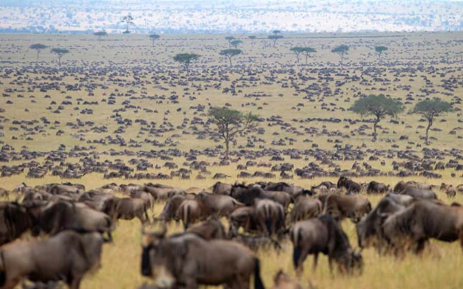 From Nairobi: Masai Mara 3-day Camping Safari by Jeep - What the open-top Jeep changes
