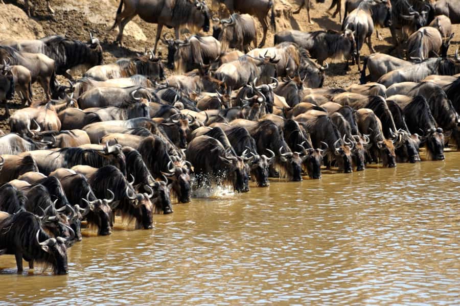 From Nairobi: Masai Mara 3-day Camping Safari by Jeep - Reliability and the need to confirm details