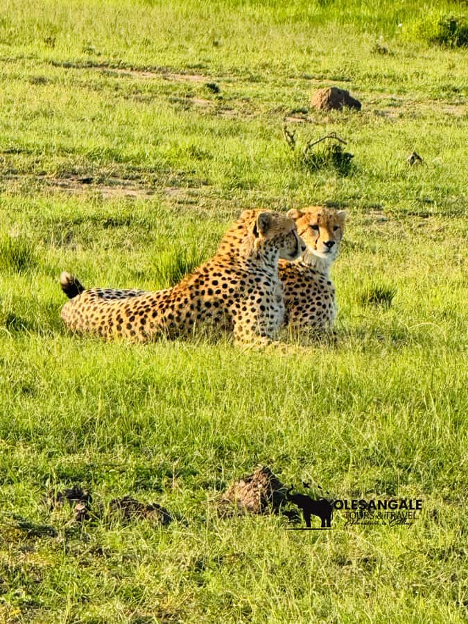 From Nairobi to Masai Mara Reserve & Village visit Day trip - The real cost of a one-day Masai Mara trip