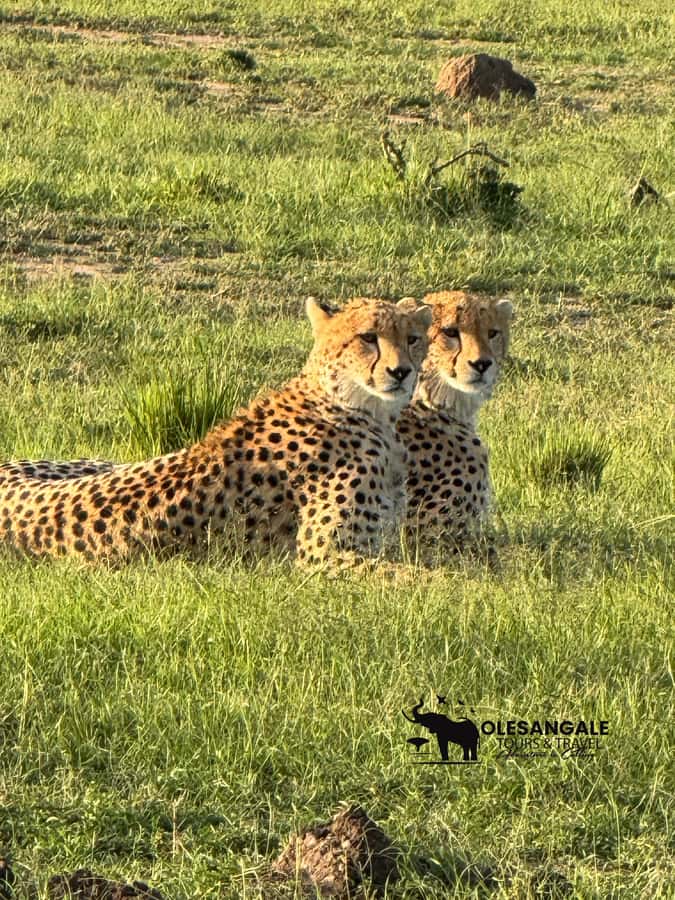 From Nairobi to Masai Mara Reserve & Village visit Day trip - The Great Migration, with a large seasonal caveat