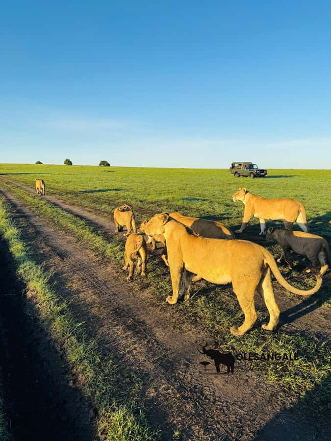 From Nairobi to Masai Mara Reserve & Village visit Day trip - Picnic lunch in the reserve