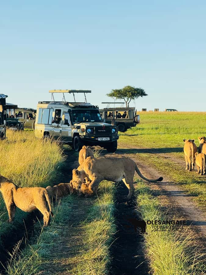 From Nairobi to Masai Mara Reserve & Village visit Day trip - A short visit to a Masai village