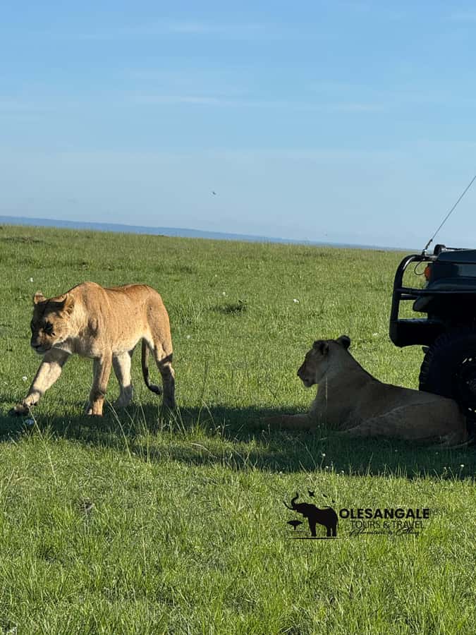 From Nairobi to Masai Mara Reserve & Village visit Day trip - What the guide adds to the day