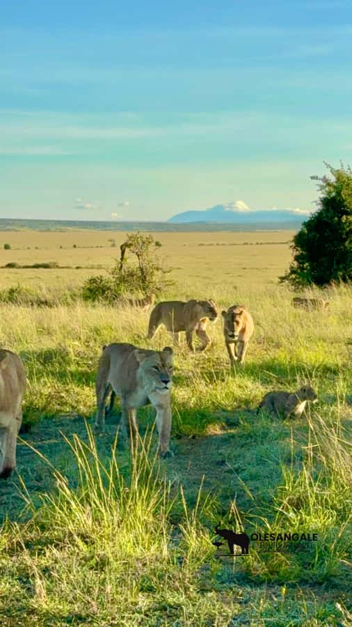 From Nairobi to Masai Mara Reserve & Village visit Day trip - What to pack for the Mara