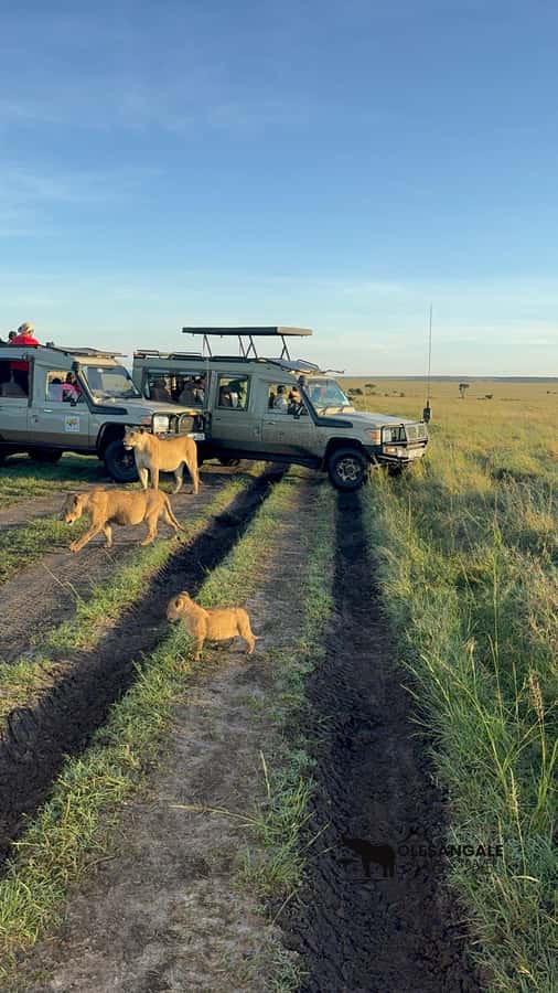 From Nairobi to Masai Mara Reserve & Village visit Day trip - Who should book this day trip?